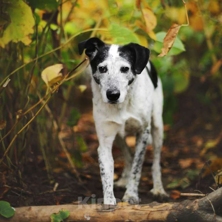 Собаки в Москве: Мия Девочка, Бесплатно - фото 2