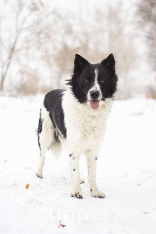 Собаки в Москве: метис бордер колли в добрые руки  Мальчик, 1 руб. - фото 2
