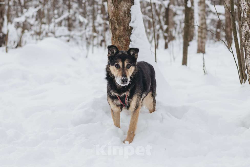 Собаки в Москве: Собака в добрые руки Мальчик, Бесплатно - фото 1