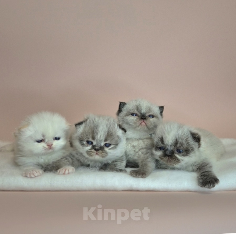 Кошки в Москве: Экзотические короткошерстные котята Девочка, Бесплатно - фото 3