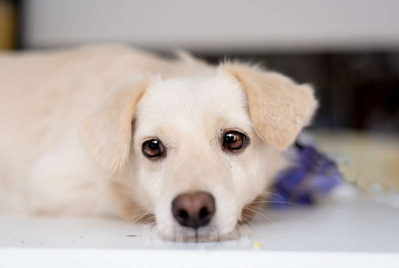 Собаки в Москве: Белый маленький коротколапик Лютик в добрые руки Мальчик, 1 руб. - фото 2