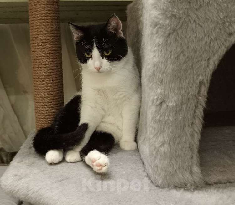 Кошки в Москве: Кнопа Девочка, Бесплатно - фото 5