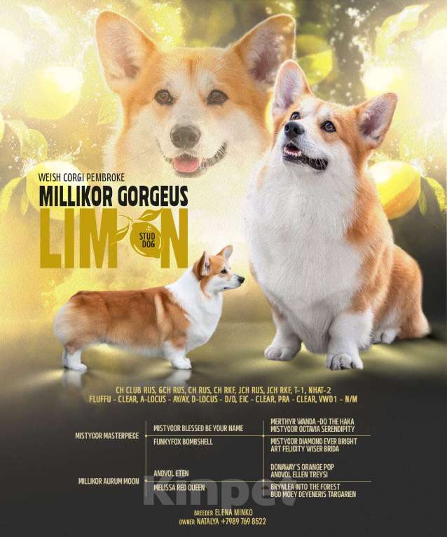 Собаки в Краснодаре: Породный щенок вельш корги пемброк мальчик Мальчик, Бесплатно - фото 9