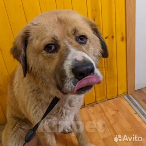 Собаки в Люберцах: В поисках дома шикарный Персей Мальчик, Бесплатно - фото 2