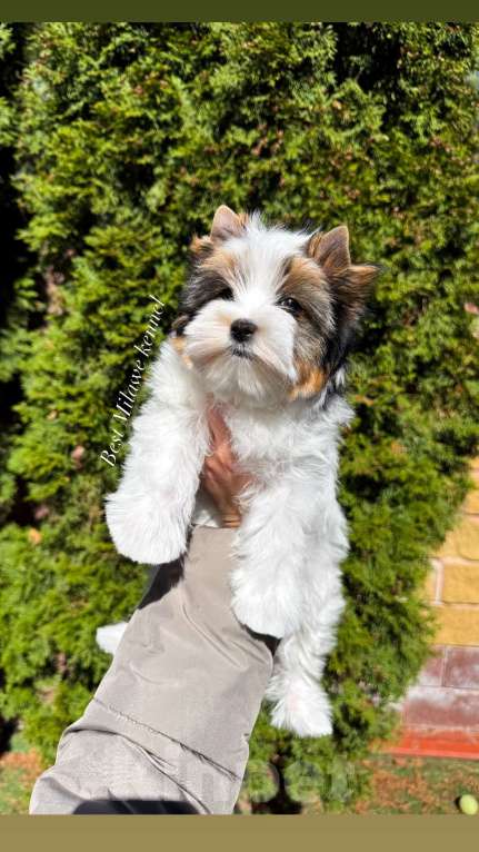 Собаки в Москве: Шикарная девочка Бивер Девочка, Бесплатно - фото 1