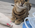 Кошки в Ростове-на-Дону: Бенгальское чудо Девочка, 60 000 руб. - фото 10