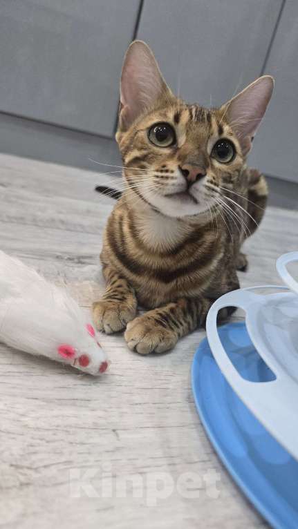 Кошки в Ростове-на-Дону: Бенгальское чудо Девочка, 60 000 руб. - фото 10