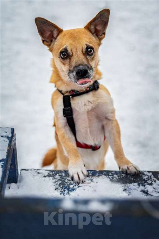 Собаки в Москве: Маленькая собака Сури в добрые руки. Девочка, Бесплатно - фото 3