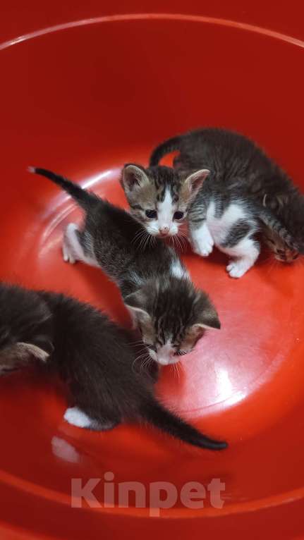 Кошки в Обнинске: Котята Девочка, Бесплатно - фото 2