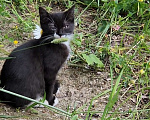 Кошки в Санкт-Петербурге: Котик 1 Девочка, Бесплатно - фото 2