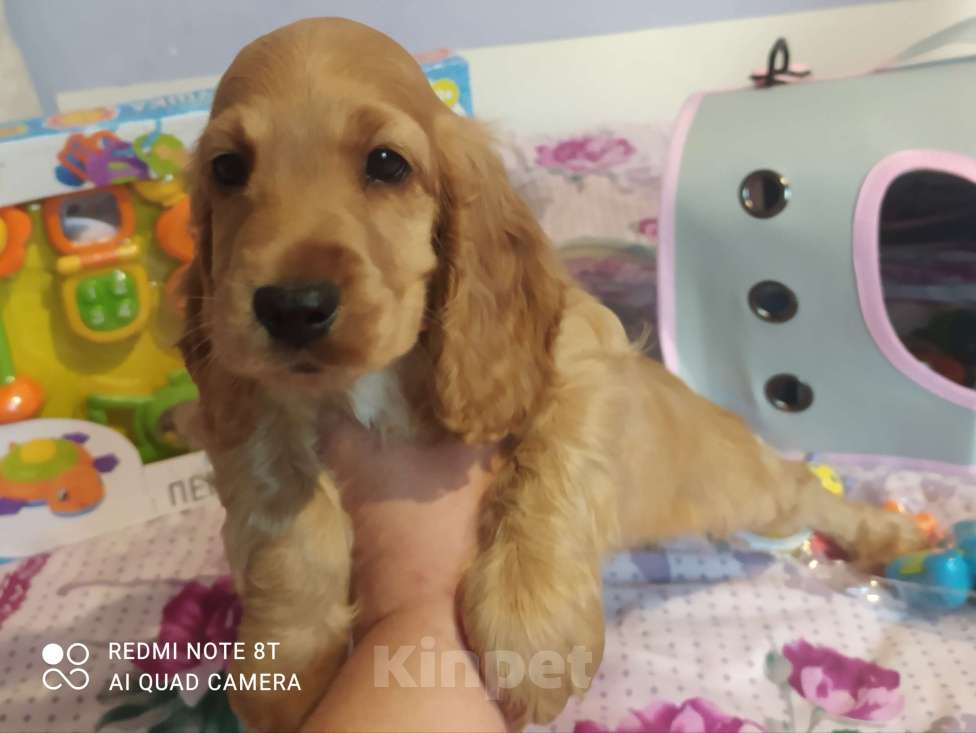 Собаки в Алуште: Английский кокер спаниель  Девочка, 25 000 руб. - фото 3