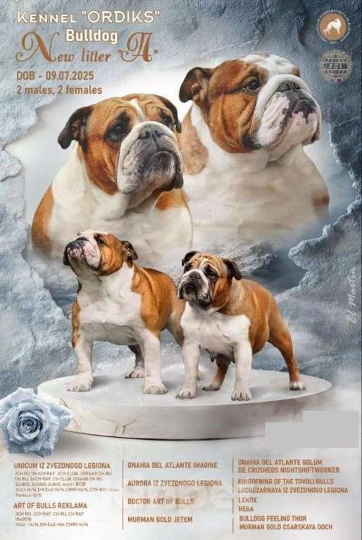 Собаки в Обнинске: Щенки английского бульдога Девочка, 100 000 руб. - фото 2