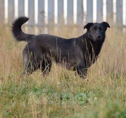 Собаки в Москве: Рада Девочка, Бесплатно - фото 2
