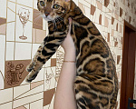 Кошки в Новосибирске: Бенгальские шикарные котята Девочка, 25 000 руб. - фото 5