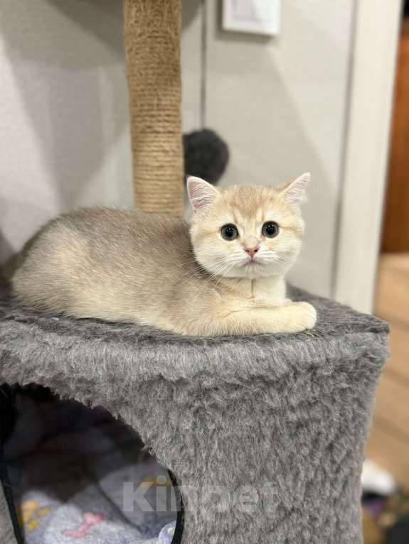 Кошки в Ульяновске: Британская шиншилла  Девочка, 30 000 руб. - фото 5