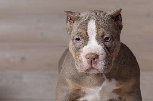 Американский булли