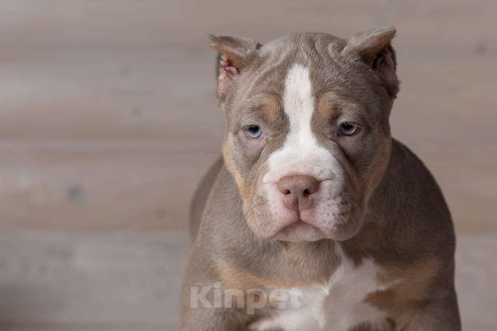 Собаки в Королеве: Американский булли Девочка, 150 000 руб. - фото 1