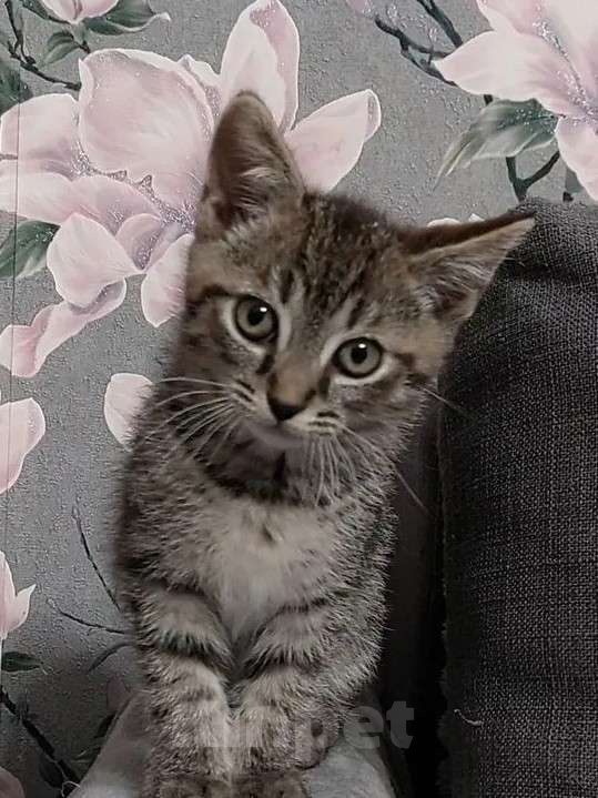 Кошки в Санкт-Петербурге: Ручной маленький  мальчик , котенок Мальчик, Бесплатно - фото 5