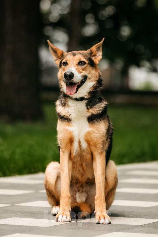 Собаки в Москве: Красавец Ник ищет дом Мальчик, Бесплатно - фото 5
