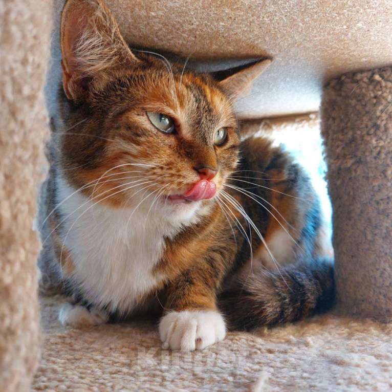 Кошки в Москве: Мудрая Мартышка Девочка, Бесплатно - фото 5