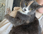 Кошки в Москве: Пепельная трехцветная Шерри Девочка, Бесплатно - фото 3
