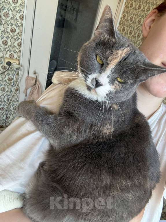 Кошки в Москве: Пепельная трехцветная Шерри Девочка, Бесплатно - фото 3