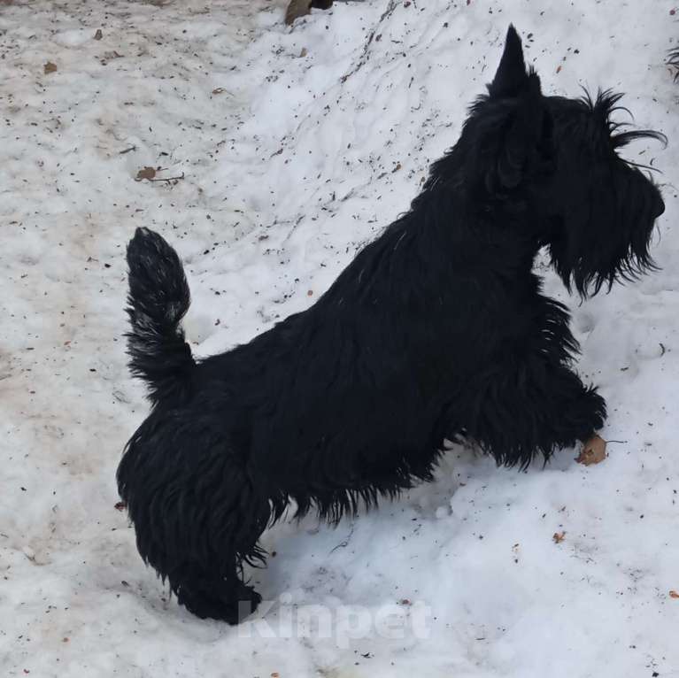 Собаки в Перми: Подрощенный породный щенок скотч терьера Мальчик, Бесплатно - фото 2