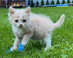 Кошки в Москве: Рыжий котенок в дар Мальчик, Бесплатно - фото 3