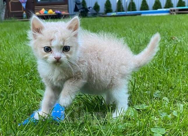 Кошки в Москве: Рыжий котенок в дар Мальчик, Бесплатно - фото 3