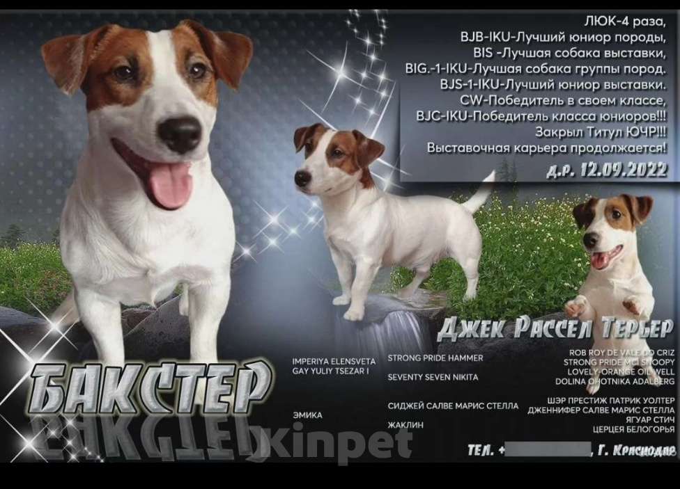Собаки в Краснодаре: Вязка Джек Рассел терьер Мальчик, 15 000 руб. - фото 1