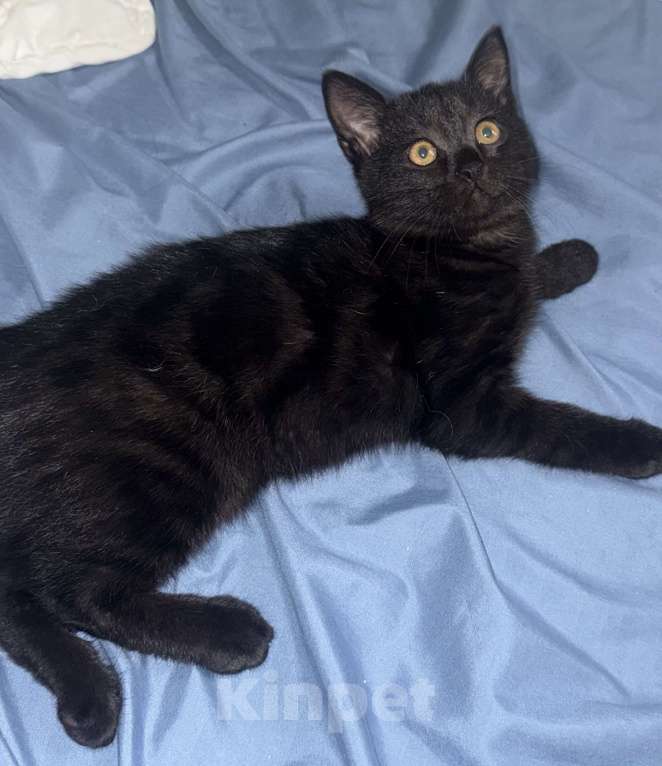 Кошки в Новосибирске: Черный мраморный , шотландский прямоухий Мальчик, 5 000 руб. - фото 3