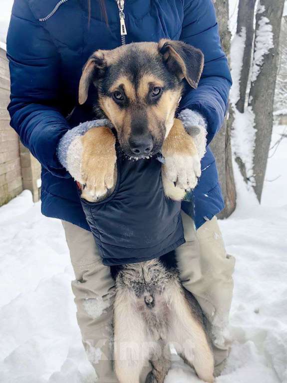 Собаки в Москве: метис овчарки щенок бесплатно Мальчик, Бесплатно - фото 1