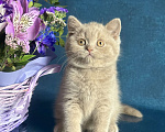 Кошки в Старом Осколе: Милый котик ищет владельца ( в качестве домашнего любимца) Мальчик, 60 000 руб. - фото 6