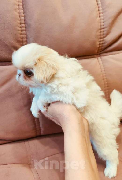 Собаки в Прокопьевске: Девочка японского хина Девочка, Бесплатно - фото 3