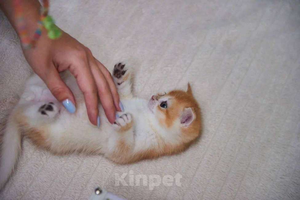 Кошки в Ярославле: Котята британской золотой шиншиллы Мальчик, Бесплатно - фото 4