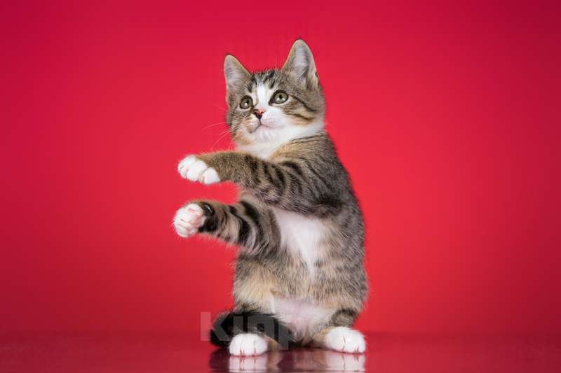 Кошки в Москве: Веселый котенок Дейл ищет дом Мальчик, 1 руб. - фото 4