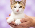 Кошки в Санкт-Петербурге: Славная девчоночка ищет семью Девочка, Бесплатно - фото 2