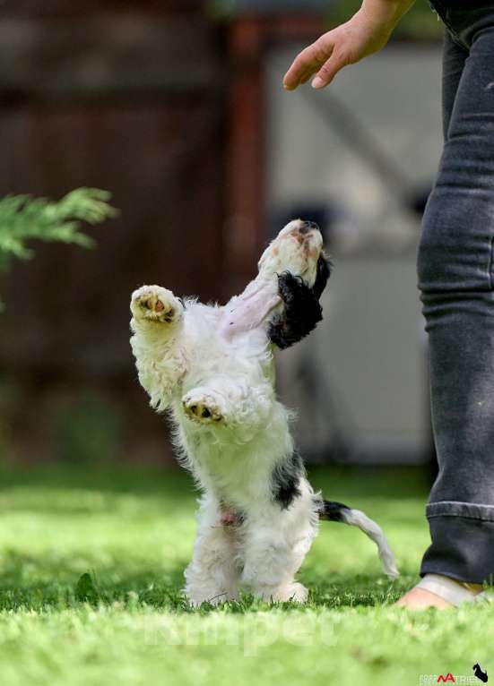 Собаки в Москве: Принц: будущий чемпион ринга и выставок  Мальчик, 120 000 руб. - фото 5
