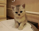 Кошки в Москве: Шотландский вислоухий короткошёрстный котёнок Девочка, 10 000 руб. - фото 7