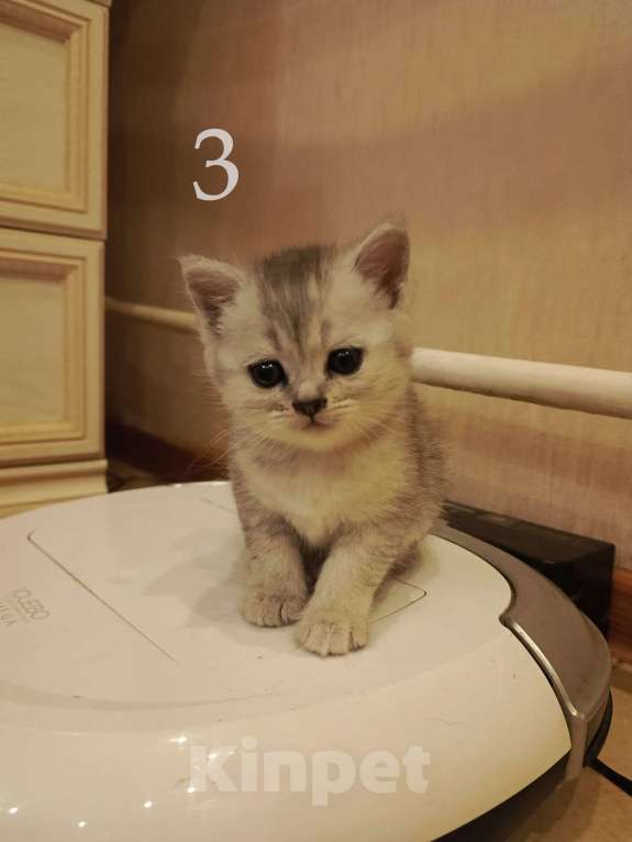 Кошки в Москве: Шотландский вислоухий короткошёрстный котёнок Девочка, 10 000 руб. - фото 7