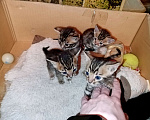 Кошки в Самаре: Бенгальские котята 2 мальчика и 2 девочки Девочка, 10 000 руб. - фото 4