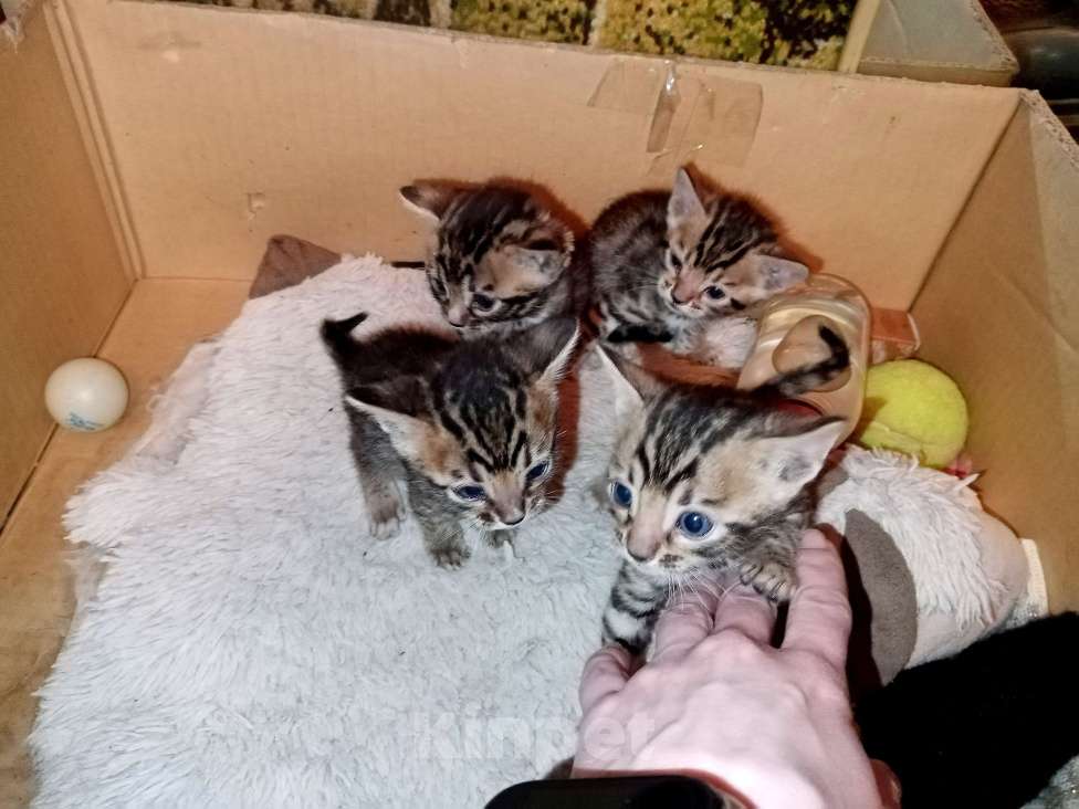 Кошки в Самаре: Бенгальские котята 2 мальчика и 2 девочки Девочка, 8 000 руб. - фото 4