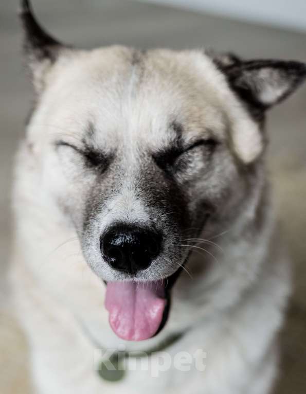 Собаки в Москве: Бинго Мальчик, Бесплатно - фото 10