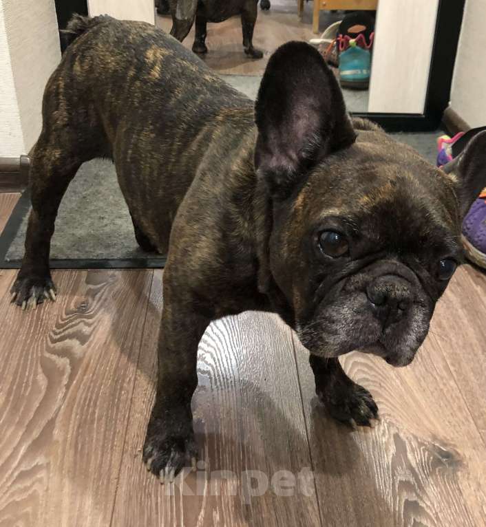 Собаки в Королеве: Найден французский бульдог  Мальчик, 1 руб. - фото 2