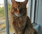 Кошки в Орске: Вязка Мейн Кун, 4 000 руб. - фото 1