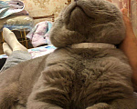 Кошки в Орлове: Вязка, 1 000 руб. - фото 4