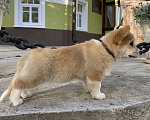 Собаки в Москве: Щенок вельш-корги пемброк. Документы РКФ Мальчик, 50 000 руб. - фото 4