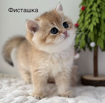 Британские золотые шиншиллы с документами 