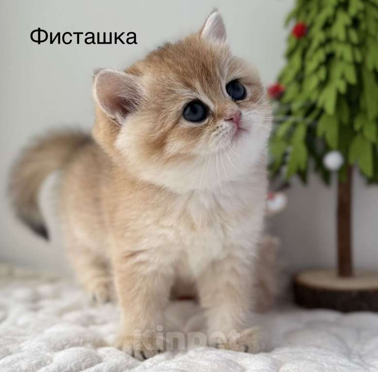 Кошки в Ковровом: Британские золотые шиншиллы с документами  Девочка, 50 000 руб. - фото 1