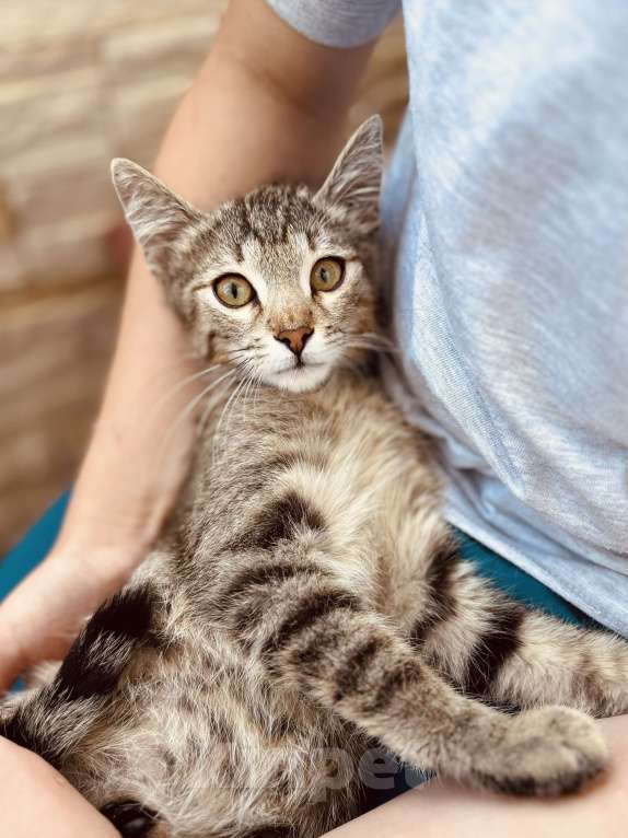 Кошки в Москве: Котенок в добрые руки Мальчик, 10 руб. - фото 4